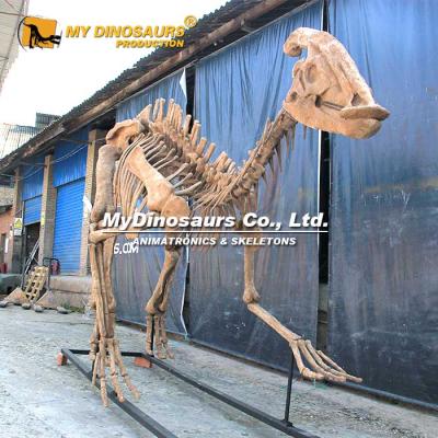 China exterior & Indoor parks MY DINO fossil Realistic Dinosaur Parasaurolophus Skeleton for sale