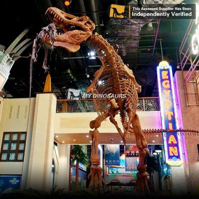 China Attractions and Decorations for Parks MyDino DS116 Dinosaurs Life-Size Dinosaur Amazing Fighting Skeleton for sale