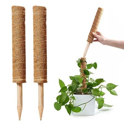 China Morden Luxury Indoor Plants Support Sticks Climbing Plants Support Rack Coir Totem Pole for sale