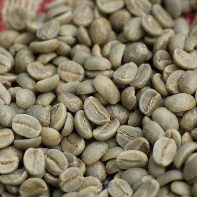 China Green coffee bean medium size for sale