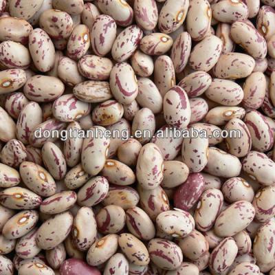 China Dried Kidney Beans, LSKB, Kidney Beans, White Bean for sale