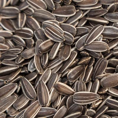 China Dried sunflower seeds 5009 for sale