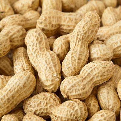 China Dry raw peanut for sale