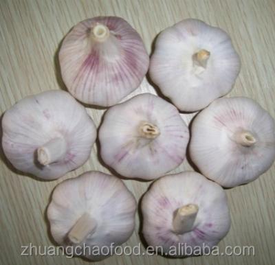 China New fresh dry bulk red fresh garlic from JINXIANG culture for sale