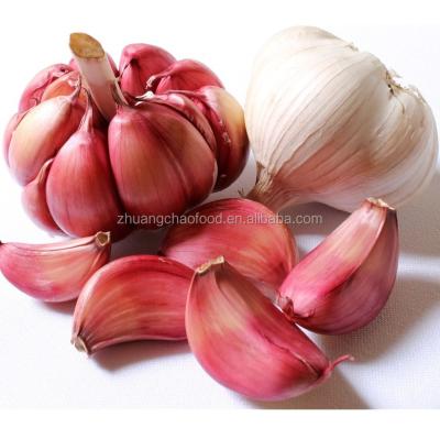 China Red fresh garlic from new cultivation fresh low price for sale