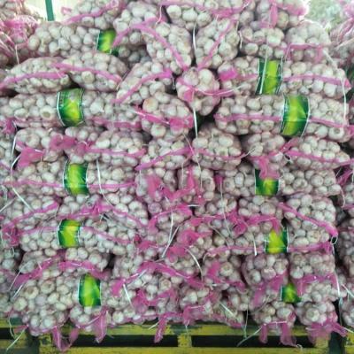 China Fresh Advance Sale Chinese Normal White Fresh Garlic for sale