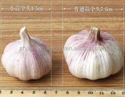 China fresh chinese fresh garlic for sale