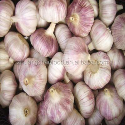 China best price fresh wholesale cangshan garlic for sale