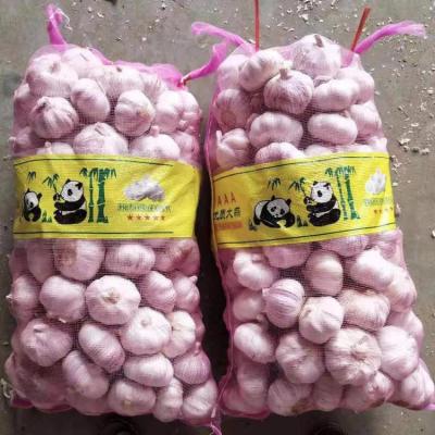 China Laiwu fresh white fresh garlic 5cm for sale for sale