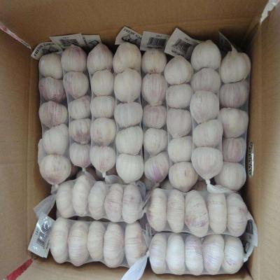 China Good Quality Fresh Wholesale Normal White Fresh Garlic for sale