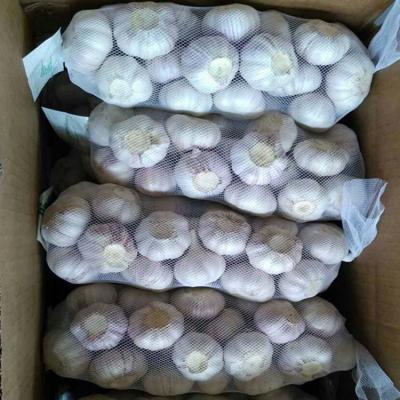 China Shandong Fresh Normal White Fresh Garlic 5cm for sale