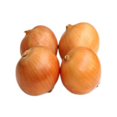 China China fresh yellow fresh onion for sale