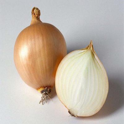 China 2020 fresh fresh onion export to dubai for sale