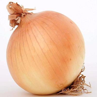 China Chinese yellow fresh onion of fresh good prices for sale