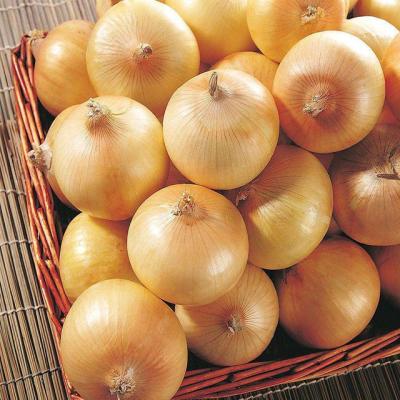 China Lowest price fresh yellow fresh onion for sale for sale