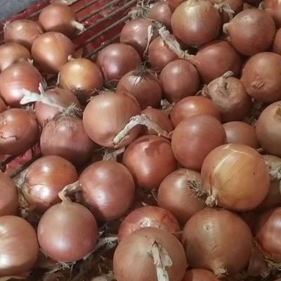 China Wholesale fresh yellow fresh onion from market price for sale