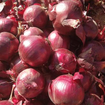 China Fresh Cultivation Fresh Export Gansu Red Onion for sale