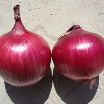 China China Wholesale Fresh Red Fresh Onion In Carton for sale