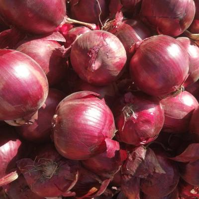 China Wholesale Fresh Natural Fresh Red Onion for sale