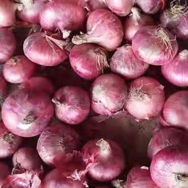 China Good fresh wholesale prices fresh red onion for sale