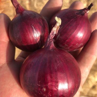 China Good fresh price fresh red onion for sale for sale