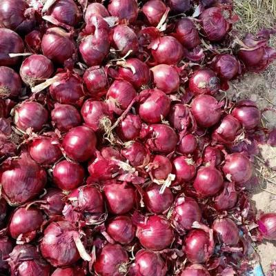 China 4cm to 6cm Fresh Fresh Chinese Red Onion for sale