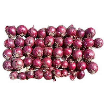 China Price Shandong fresh fresh onion for sale