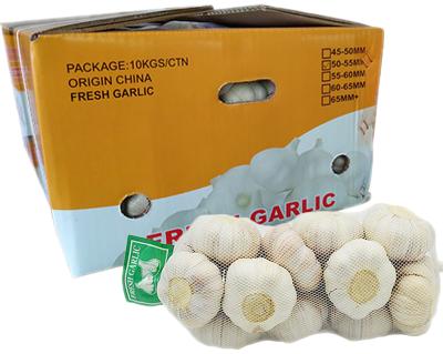 China China Fresh Fresh Wholesale Garlic for sale