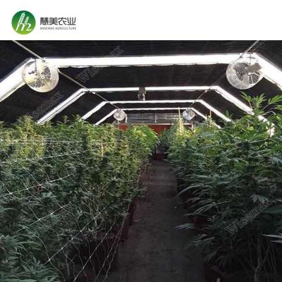 China Medical Planting For USA All Black Environment Light Deprivation Greenhouses For Canada for sale