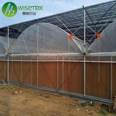 China UV Resistant Multi Span Polytunnel Second Hand Greenhouse For Sale for sale