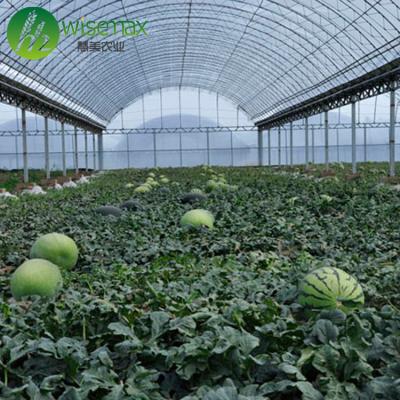 China High Quality Multi Span Tropical Climate Roof Waterproof And Duct Siding Greenhouse for sale