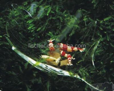 China Sustainable Dish-LA Aquarium Leaf Shape Acrylic Shrimp Dish for sale