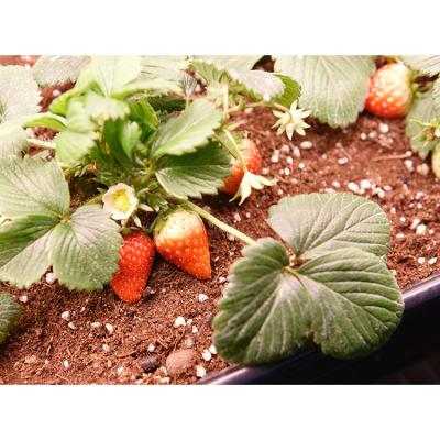 China 2019 Flower Vegetable Greenhouse Fruit Best Full Led Growing Lights Medicinal Plants Products Growing Spectrum for sale