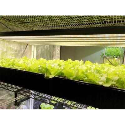 China Seed Starting UL Certification High Quality Full Spectrum LED Plant Light For Greenhouse for sale