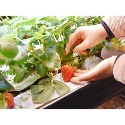 China VEG LED Indoor Growing Systems Plant Growth Lighting Hanger for sale