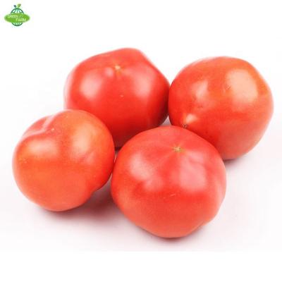 China Fresh Fresh Tomatoes will be available in a variety of specifications and packaging for sale