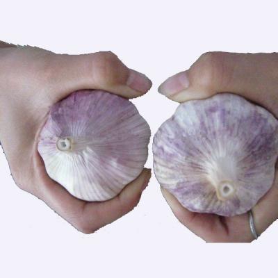 China 2020 fresh fresh red garlic for sale