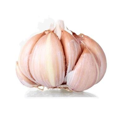 China fresh chinese fresh ajo garlic for sale