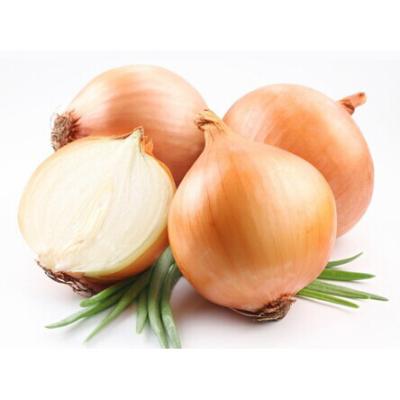 China Chinese high quality fresh yellow onion for sale