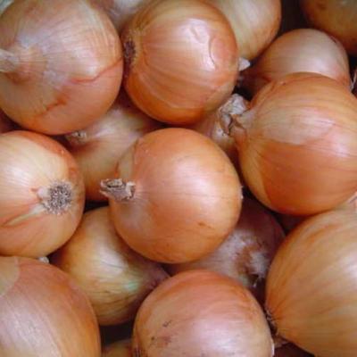 China Fresh the cheapest yellow onion in jining greenfarm for sale