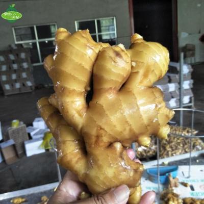 China Chinese Grade Fresh Cut Ginger for sale