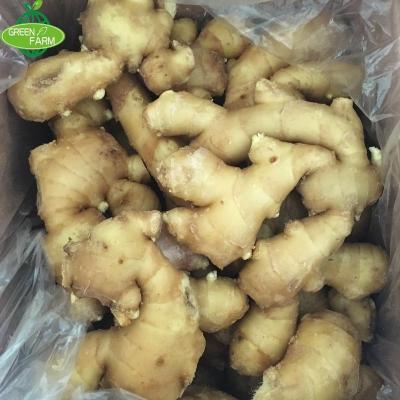 China Wonderful Spicy Fresh Flavor Shandong Laiwu Ginger Price for sale