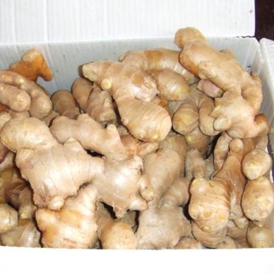 China PVC Fresh Air Dried Ginger for sale