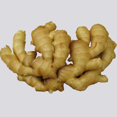 China New fresh fresh ginger price in Egypt for sale