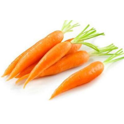 China Fresh carrot packed in carton for sale