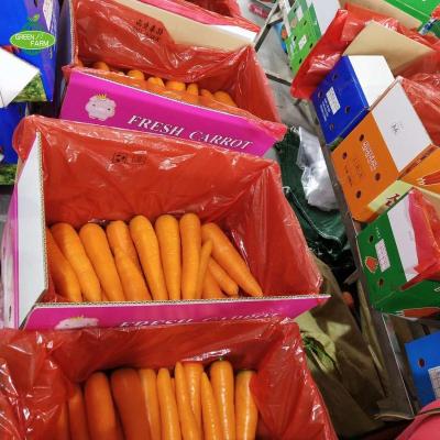 China Fresh a large number of fresh carrots in the market, box carrot export at a low price for sale