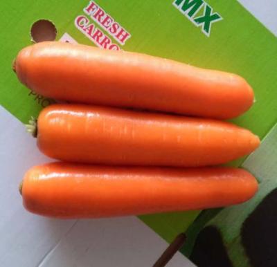 China Organic food wholesale fresh carrot, Shangdong yellow-orange carrot, new crop fresh carrot for sale