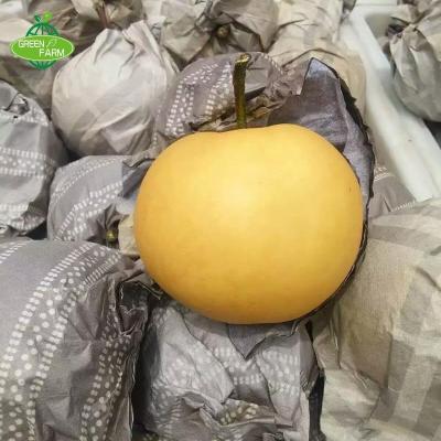 China 300-500g bulk fresh high quality pear for sale