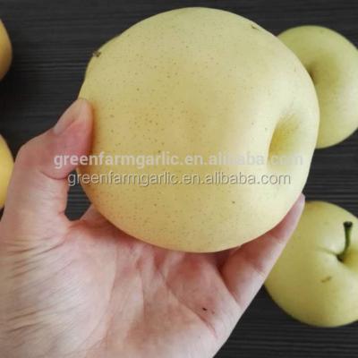 China fresh fruit south africa pear fruit for sale