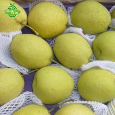 China New Fresh Variety Cultivation Shandong Pear for sale